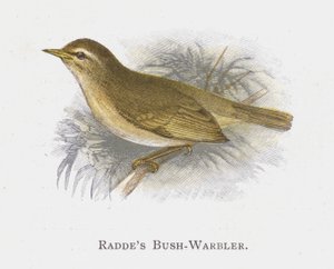 Raddes Bush-Warbler by Alexander Francis Lydon